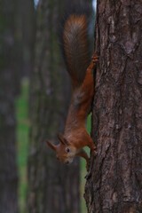 A squirrel is sitting on a tree