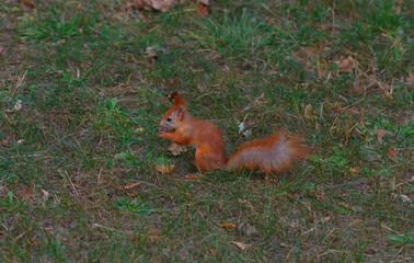 A squirrel is sitting on the grass