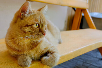 Autumn cat