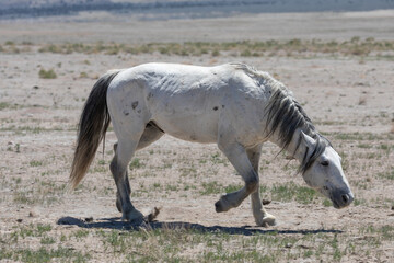 Obraz na płótnie Canvas Beautiful Wild Horse in Sring in teh Utah Desert