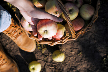 girl holds  basket  with juicy apples in the garden