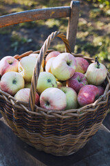 juicy apples in a basket  on an old retro chair in the garden