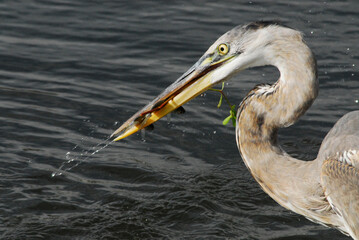 BIRDS- Florida- Extreme Close Up Action of a Wild Great Blue Heron Catching a Fish