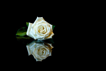 One white rose on black reflected surface with copy space
