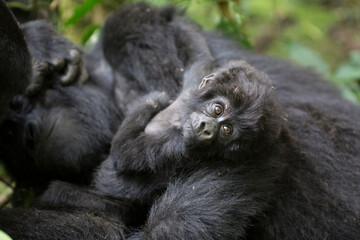 Free ranging baby mountain gorilla with mother