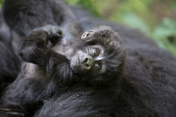 Free ranging baby mountain gorilla with mother