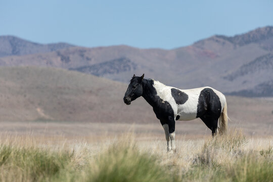 Beautiful Wild Horse in Sring in teh Utah Desert