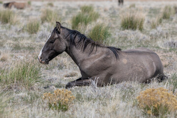 Obraz na płótnie Canvas Beautiful Wild Horse in Sring in teh Utah Desert