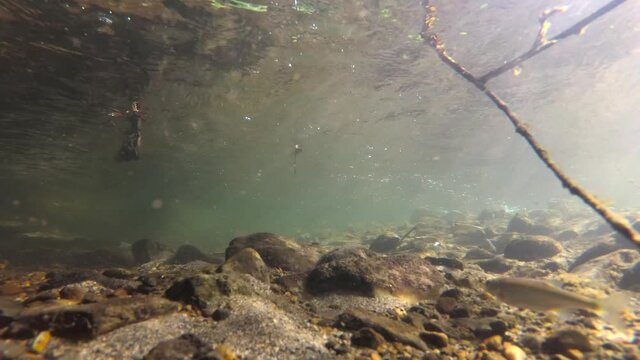 An underwater shot of a fish in a clean and clear river with a stone bottom. Flock of different small fishes swim upstream. River fish in their natural habitat