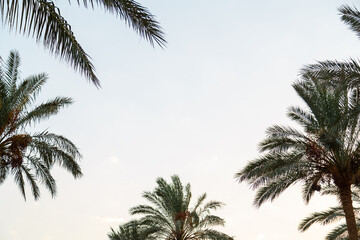 Fototapeta na wymiar Date palm leaves around the edges of the frame against the blue sky