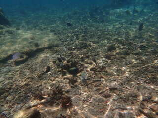 インドネシア　ロンボク島　スンギギの魚