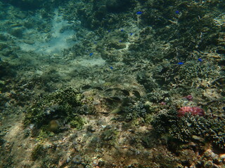 インドネシア　ロンボク島　スンギギの魚