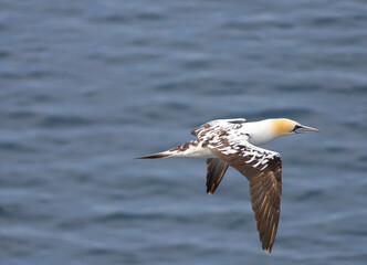 The beauty of a northern gannets (Morus bassanus) in flight over the waters of the North Sea between the Shetland and Faroe Islands.