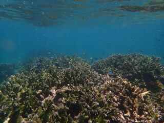 Fototapeta na wymiar インドネシア　ロンボク島　スンギギの珊瑚と魚