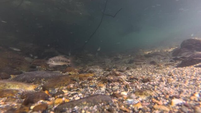  An underwater shot of a fish in a clean and clear river with a stone and sandy bottom. Flock of different small fishes swim upstream. River fish in their natural habitat