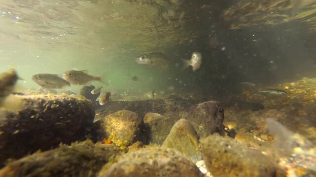 An underwater shot of a fish in a clean and clear river with a stone bottom. Small fish swim upstream in the direction of the camera. River fish in their natural habitat