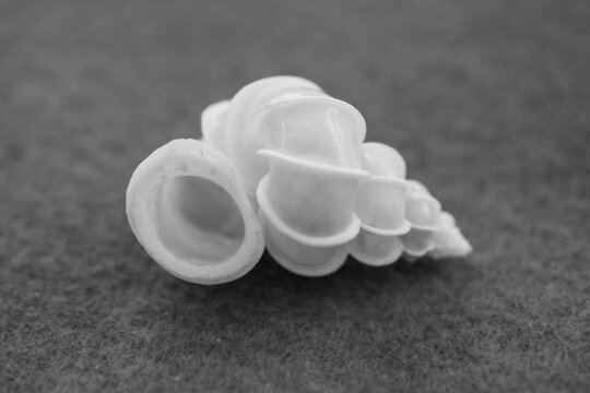 Precious Wentletrap Shell