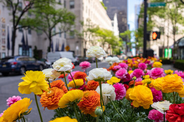Colorful Flowers in Midtown Manhattan during Spring in New York City