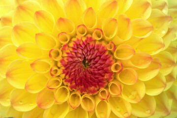 Closup of a yellow dahlia blossom with red center and some dew drops on the petals.