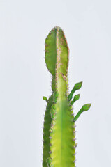 Cereus sp, Fairy Castle or Cereus peruvianus ,castus