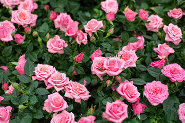 Pink rose blossom with small flowers, large bush with delicate rose. Background backdrop wallpaper for design