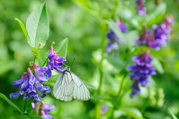 Black-veined white butterfly sitting on flowers of wild vetch at summer day close-up view