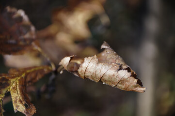 Dry brown leaves on tree branch in autumn forest