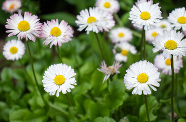 Obraz premium meadow with wild white flowers in summer