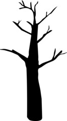 Black silhouette of dry oak tree