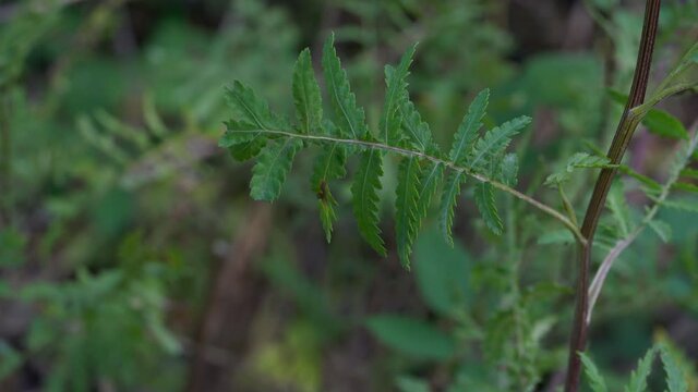 Tansy in slight breeze, picking young leaves (Tanacetum vulgare) - (4K)