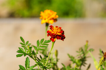 Photo macro de fleur d'œillet 