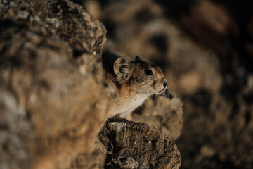 A gopher in the mountains cautiously peeks out from behind a rock