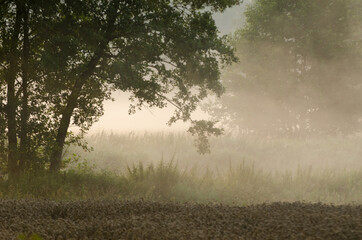 Obraz na płótnie Canvas Mglisty poranek na polach i łąkach
