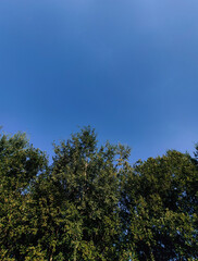 Obraz premium Nature in summer