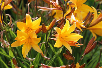 Obraz premium Orange daylily flowers in close up