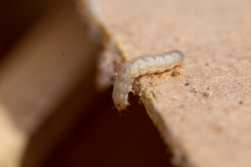 Galleria mellonella, the greater wax moth or honeycomb moth, is a moth of the family Pyralidae. greater wax moth (Galleria mellonella) parasitization honeybees and results of its work.