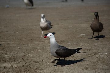 Fototapeta premium Maritime landscape sea birds in the bay of mazatlan puerto bello de mexic