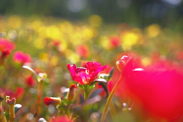 色とりどりに輝くポーチュラカ