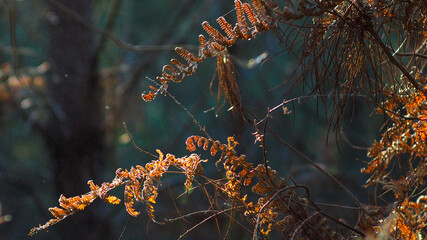 Macro de feuilles de fougère dans la forêt des Landes de Gascogne.  Elles ont été...