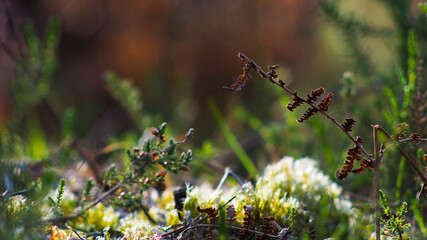 Jeux de lumières sur des éléments végétaux, dans la forêt des Landes de Gascogne