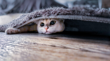Aufnahme einer kleinen britisch Kurzhaar Katze, die sich unter einem Teppich versteckt. - obrazy, fototapety, plakaty