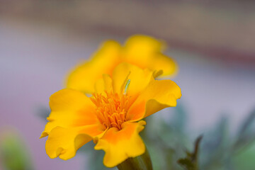 Photo macro de fleur d'œillet 