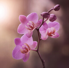 Fototapeta na wymiar Storczyk różowy - Orchidea