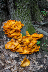 Omphalotus illudens, Jack O'Lantern Mushroom