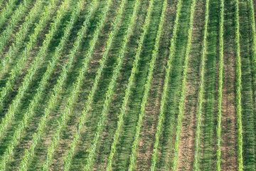 Green vine bushes in rows on a hillside in the sunshine. Vineyard before harvest.