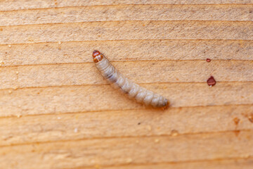 Galleria mellonella, the greater wax moth or honeycomb moth, is a moth of the family Pyralidae. greater wax moth (Galleria mellonella) parasitization honeybees and results of its work.