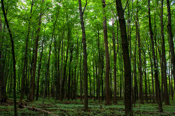Fototapeta na wymiar Baby Maple Trees in the Forest, Montreal, Canada