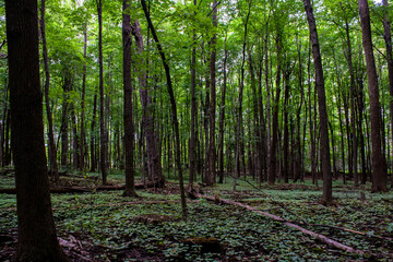 Baby Maple Trees in the Forest, Montreal, Canada