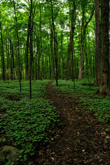 Baby Maple Trees in the forest