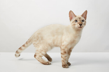 a kitten of the Bengal breed of cats color sepia on a white background